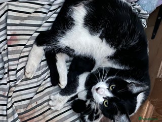 Mixed Breed cats Beautiful kittens - Advert 1