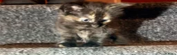 Mixed Breed cats for sale: 5 Mixed Coloured Kittens Available! - Advert 27