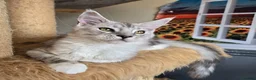 Maine Coon cats for sale: Ready now Silver with white Maine Coon kittens - Advert 34
