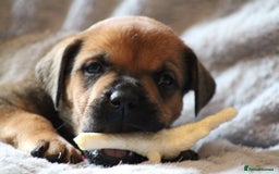 Mixed Breed dogs for sale: Rottweiler/pressa f1 - Image 29