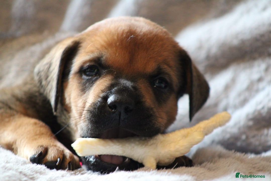 Mixed Breed dogs for sale: Rottweiler/pressa f1 - Image 29