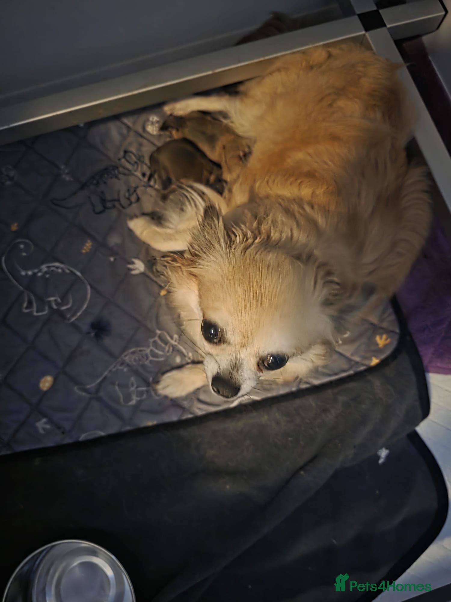 Chihuahua dogs Quality KC registered puppies  - Advert 1