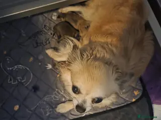 Chihuahua dogs Quality KC registered puppies - Advert 10