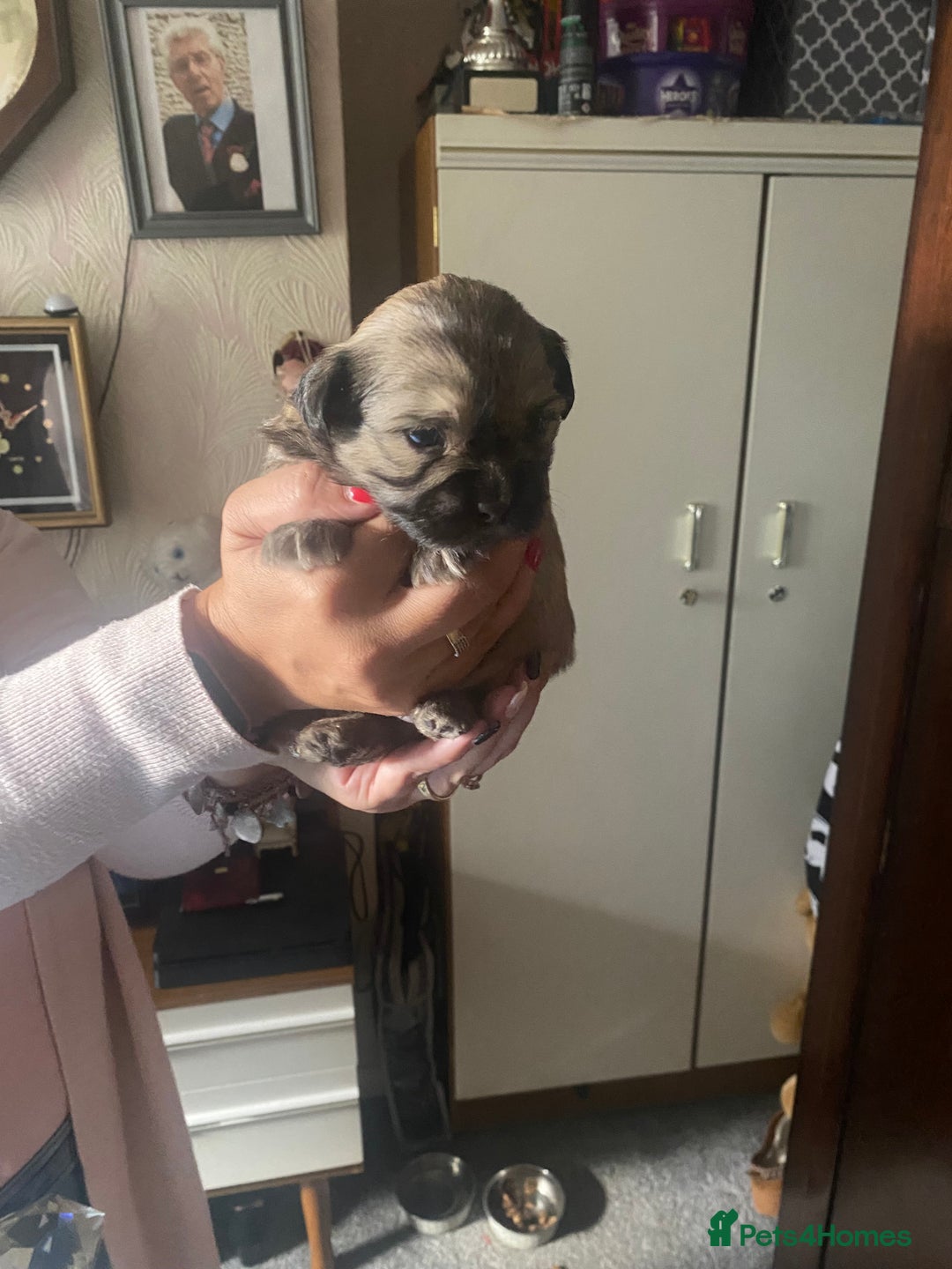 Shih Tzu dogs for sale: Puppy for sale  - Image 6