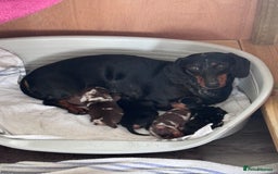 Miniature Dachshund dogs for sale: Mini Dachshund  - Image 16