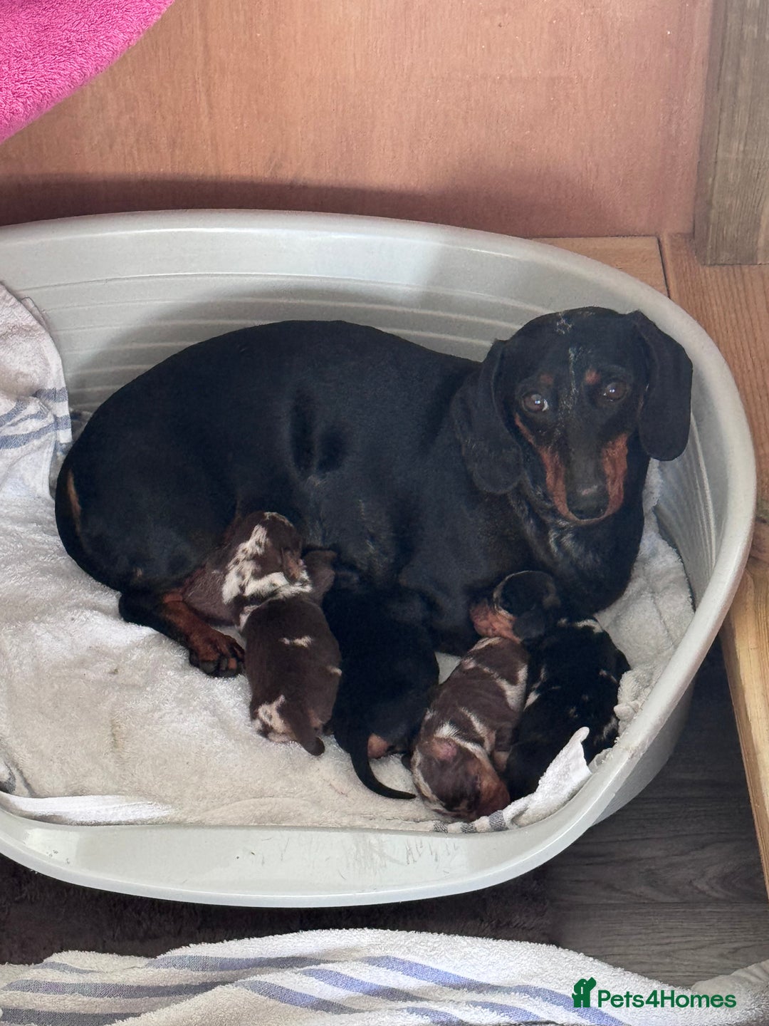 Miniature Dachshund dogs for sale: Mini Dachshund  - Image 16