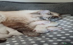 Ragdoll cats for sale: 🐾 Gorgeous Ragdoll Kittens.Ready 22nd December 🐾 - Image 7