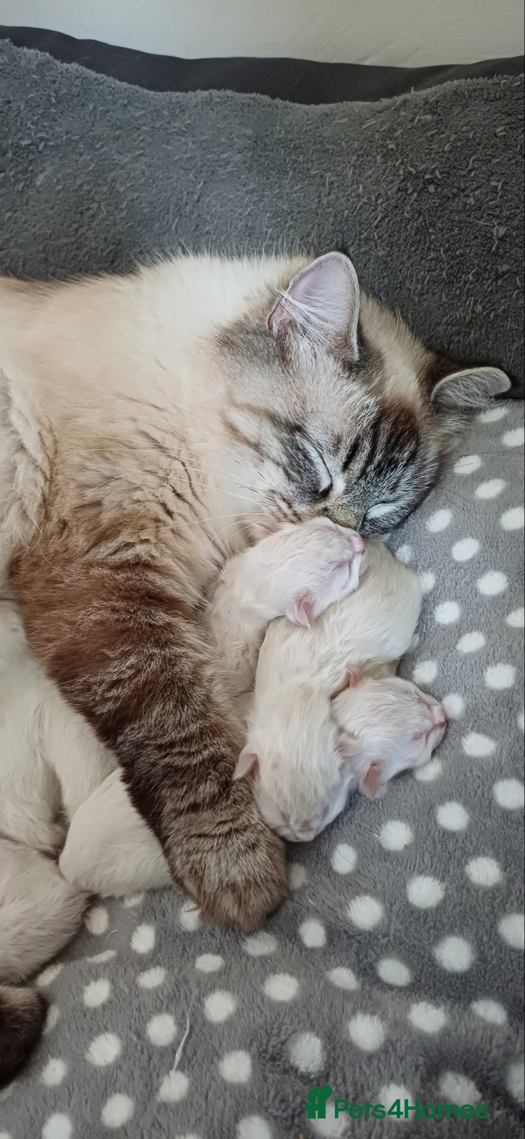 Ragdoll cats for sale: 🐾 Gorgeous Ragdoll Kittens.Ready 22nd December 🐾 - Image 7