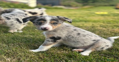 Border Collie dogs - Advert 17