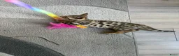 Bengal cats for sale: ⭐️ Ready now- STUNNING TICA REG ⭐️FEMALE BENGAL⭐️ - Advert 11