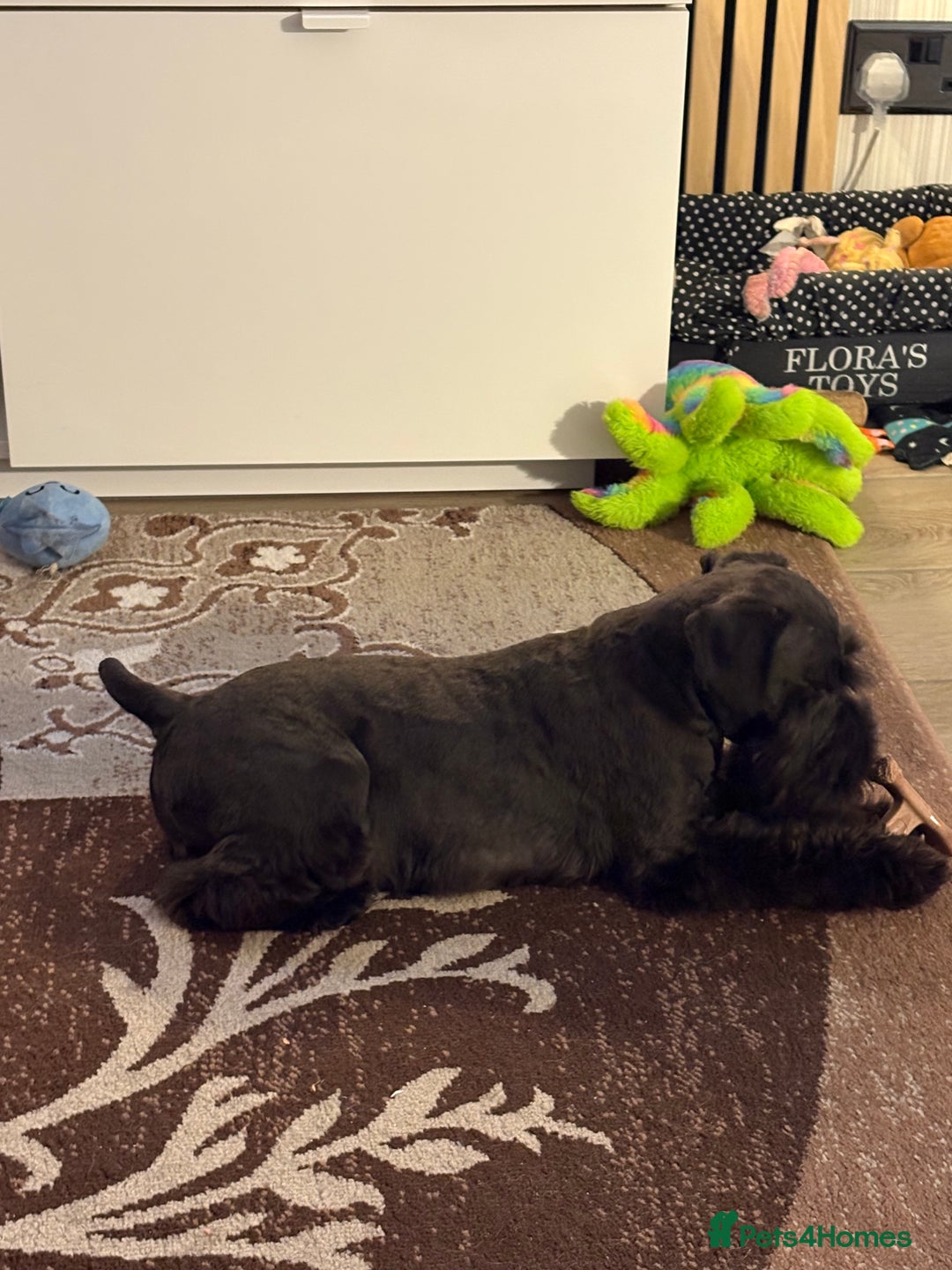 Miniature Schnauzer dogs for sale: Black mini schnauzer puppy 15 weeks old  - Advert 5