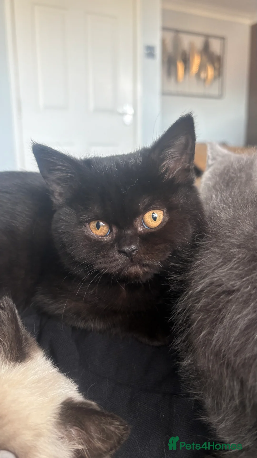 British Shorthair cats for sale: GCCF Registered 5 Generation British Shorthair - Advert 29