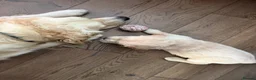 Golden Retriever dogs for sale: Golden Retriever puppies  in Derby - Advert 12