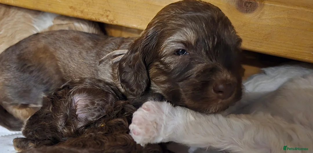 Sheepadoodle dogs for sale: Stunning sheepadoodle's - Advert 16