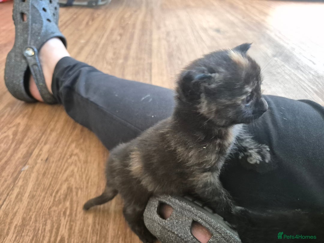 Domestic Shorthair cats for sale: 5 kittens - Image 3