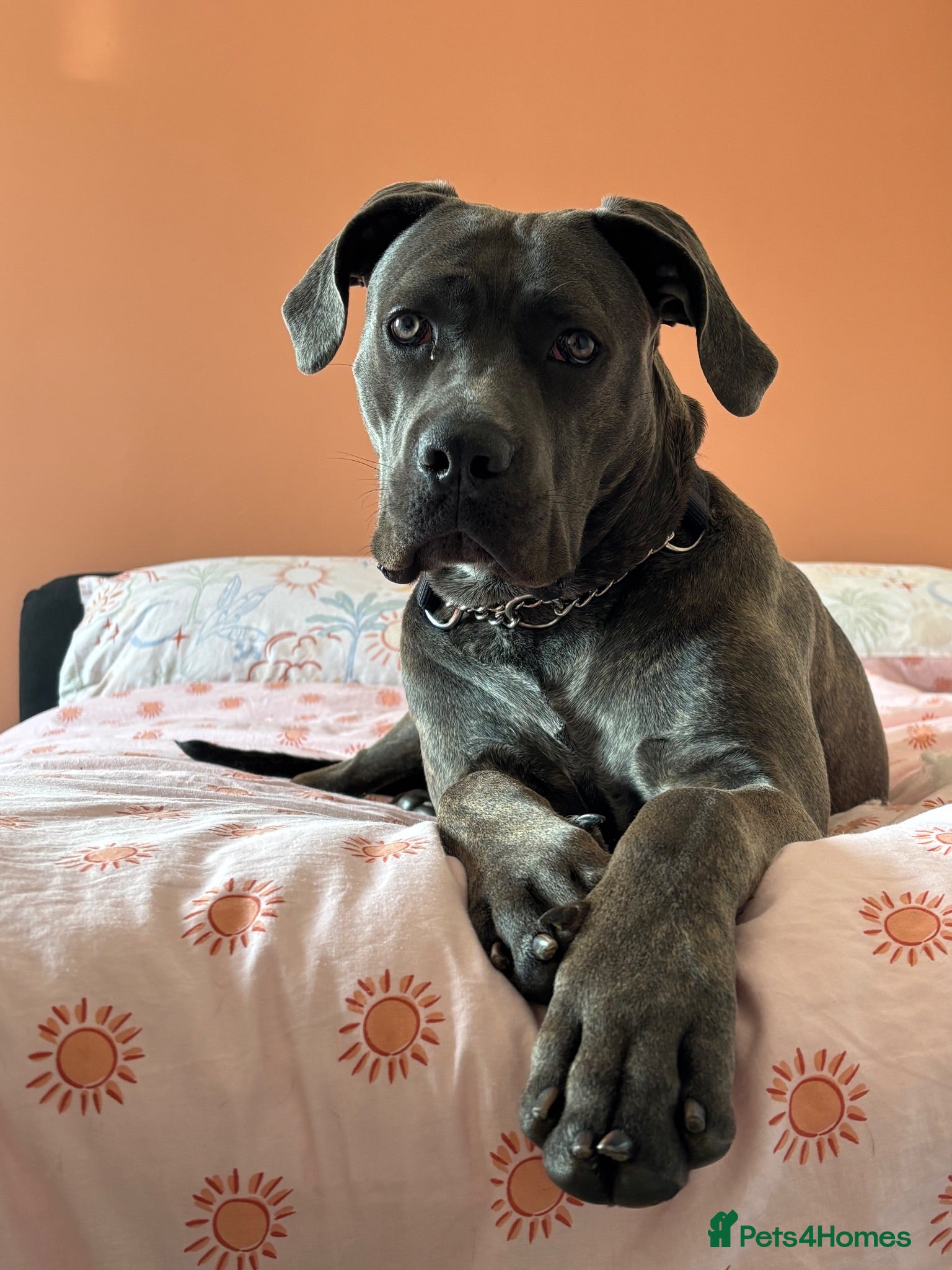 Cane Corso dogs 1 year old Cane Corso - Advert 1