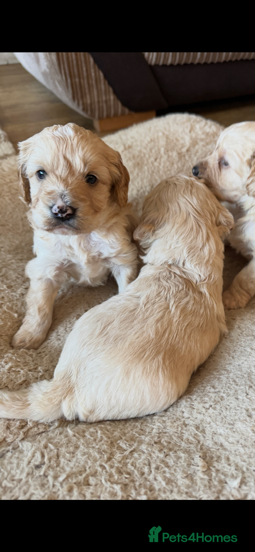 Cockapoo dogs for sale: F1 Cockerpoos - Advert 4