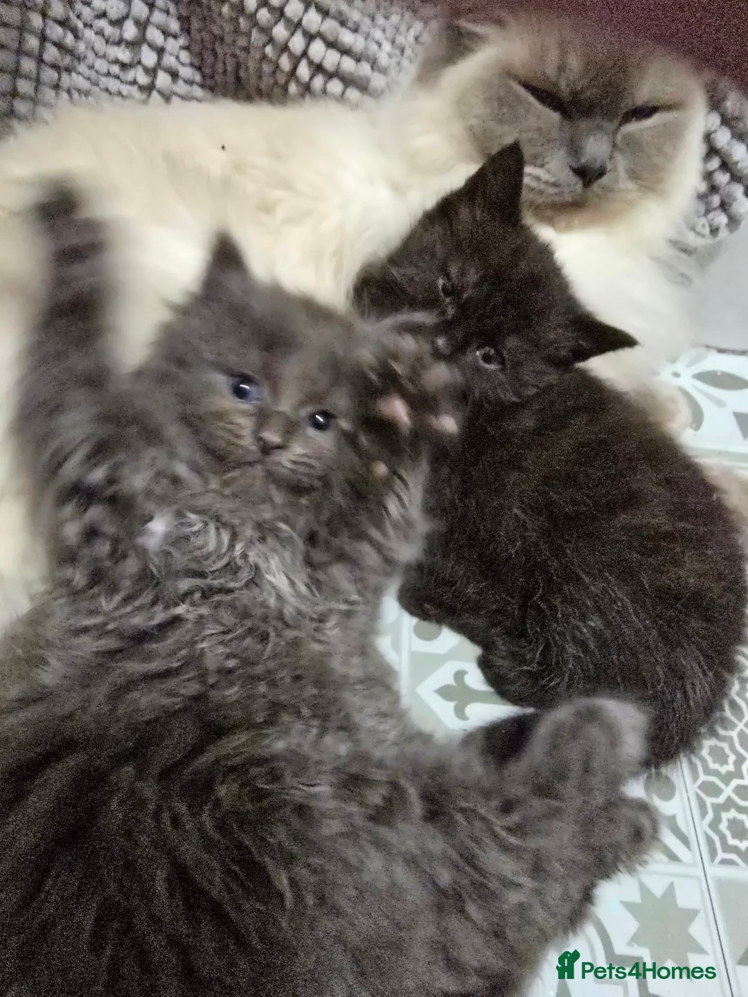 Ragdoll cats for sale: Gorgeous half ragdolls - Advert 4