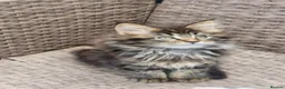 Maine Coon cats for sale: Maine Coons Ready Now!! 4 male 1 female  - Advert 12