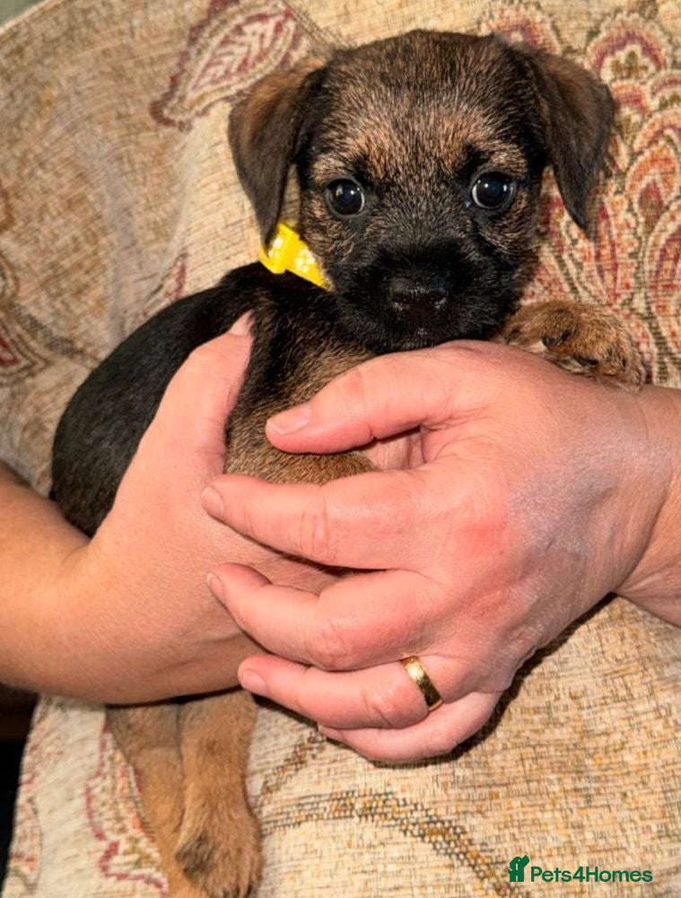 Border Terrier dogs 2 Boys.Border terrier puppies SLEMCLR parents  - Advert 6