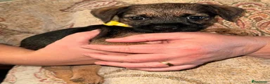 Border Terrier 3