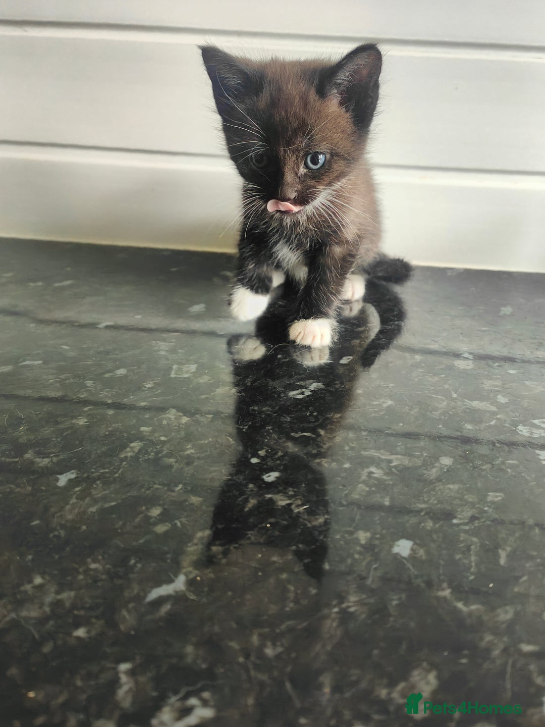Mixed Breed cats for sale: MaineCoon Mixed Kittens For Sale  - Image 8