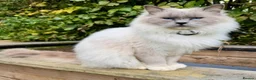 Ragdoll cats for sale:  🐾 Pure Ragdoll Kittens – The Summer Litter ☀️  - Advert 5