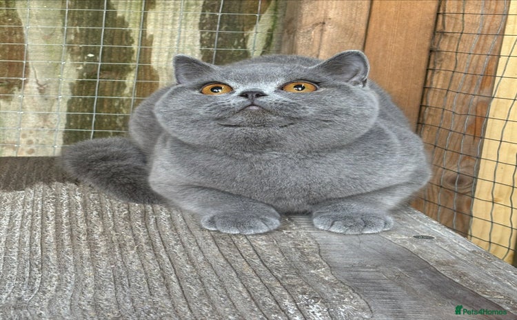 British Shorthair cats Blue girl  - Advert 5