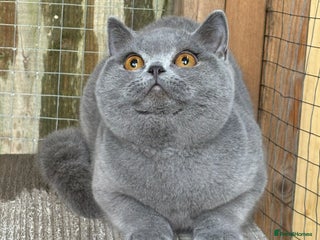 British Shorthair cats Fawn tortie girl - Advert 13