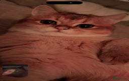 British Shorthair cats for sale: READY 2 Black Golden / Corin BSH boys - Advert 13