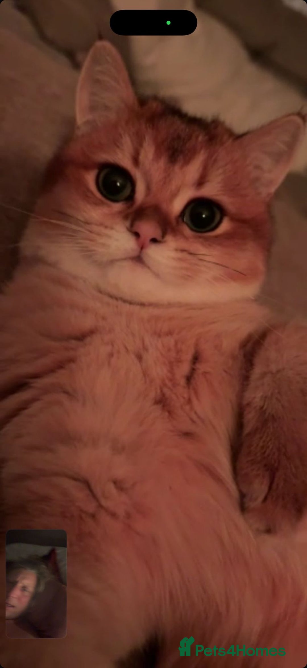 British Shorthair cats for sale: READY 2 Black Golden / Corin BSH boys - Advert 13