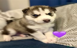 Siberian Husky dogs for sale: Fluffy Siberian Husky Puppies  - Image 8