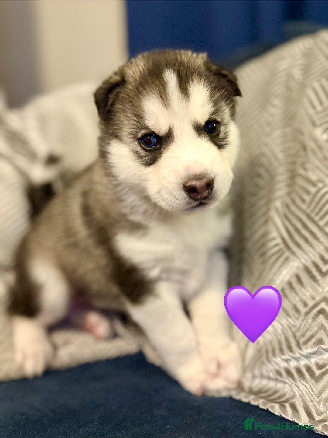 Siberian Husky dogs for sale: Fluffy Siberian Husky Puppies  - Image 8