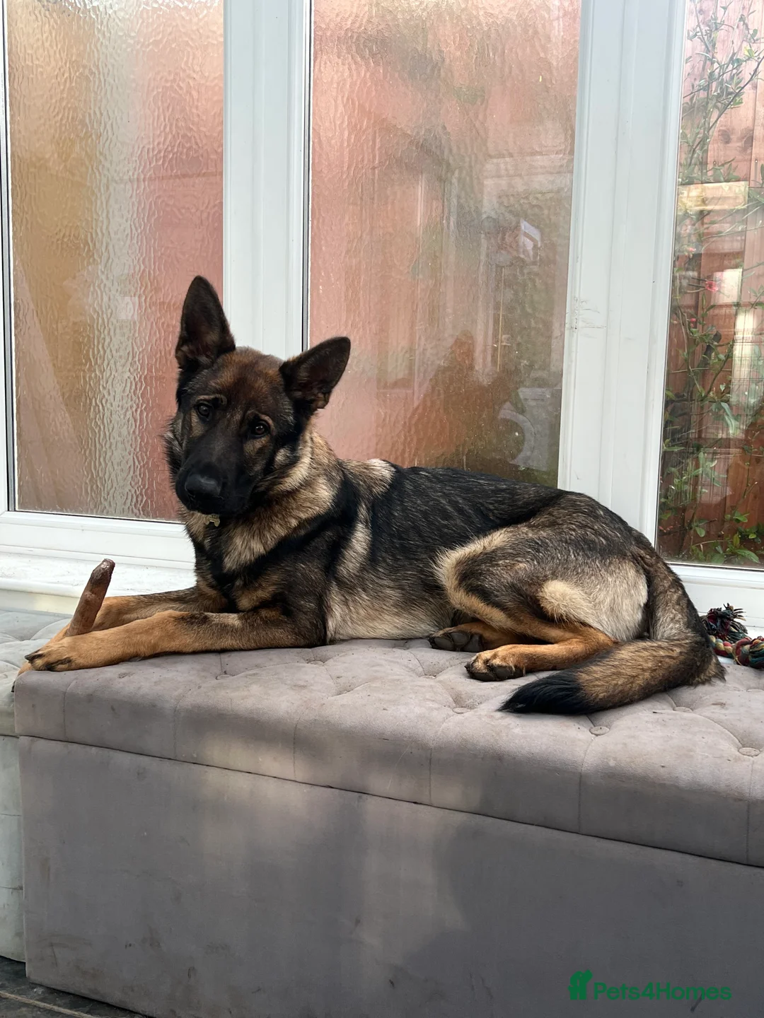 German Shepherd dogs for sale: German shepherd working line Czech bloodline in Waltham Cross - Advert 1