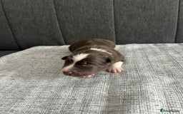 Border Collie dogs for sale: Beautiful Border Collie Puppies – Ready 20th Sep - Image 12