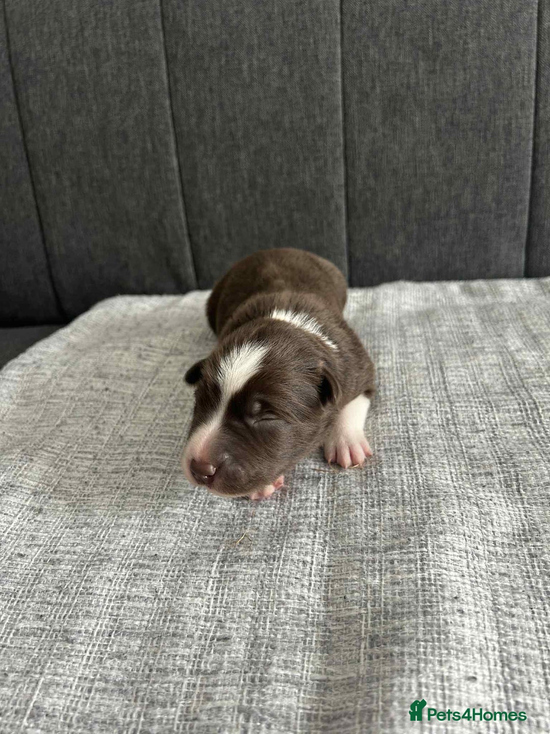 Border Collie dogs for sale: Beautiful Border Collie Puppies – Ready 20th Sep - Image 12