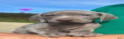 Weimaraner dogs for sale: Weimaraner Puppies READY NOW one left ! - Advert 11