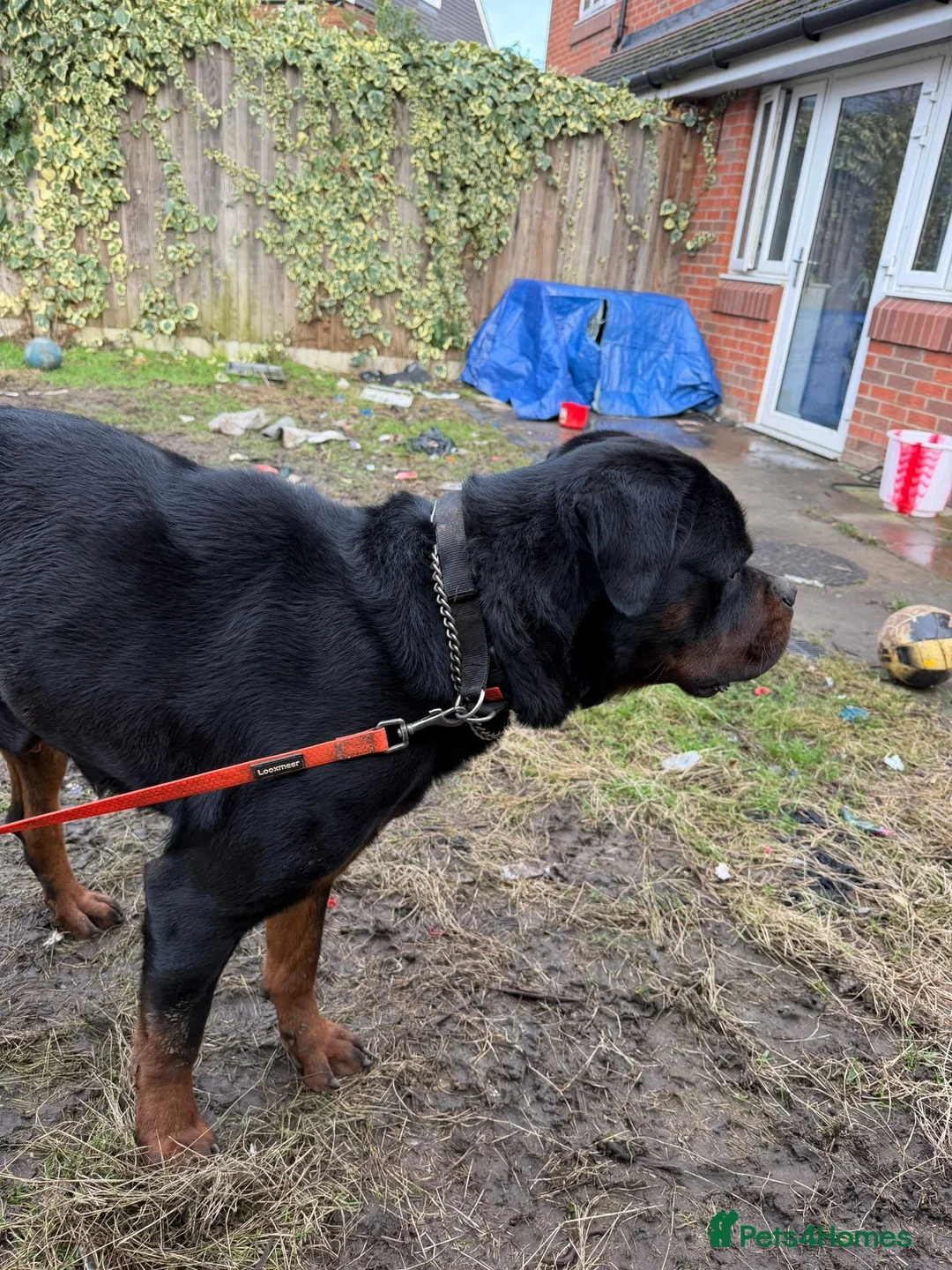 Rottweiler dogs for sale: German Boxed Head Rottweiler Male 1year + - Advert 6