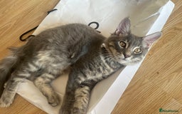 Ragcoon cats for sale: Maine coon x ragdoll 1 male 1 female  - Image 2