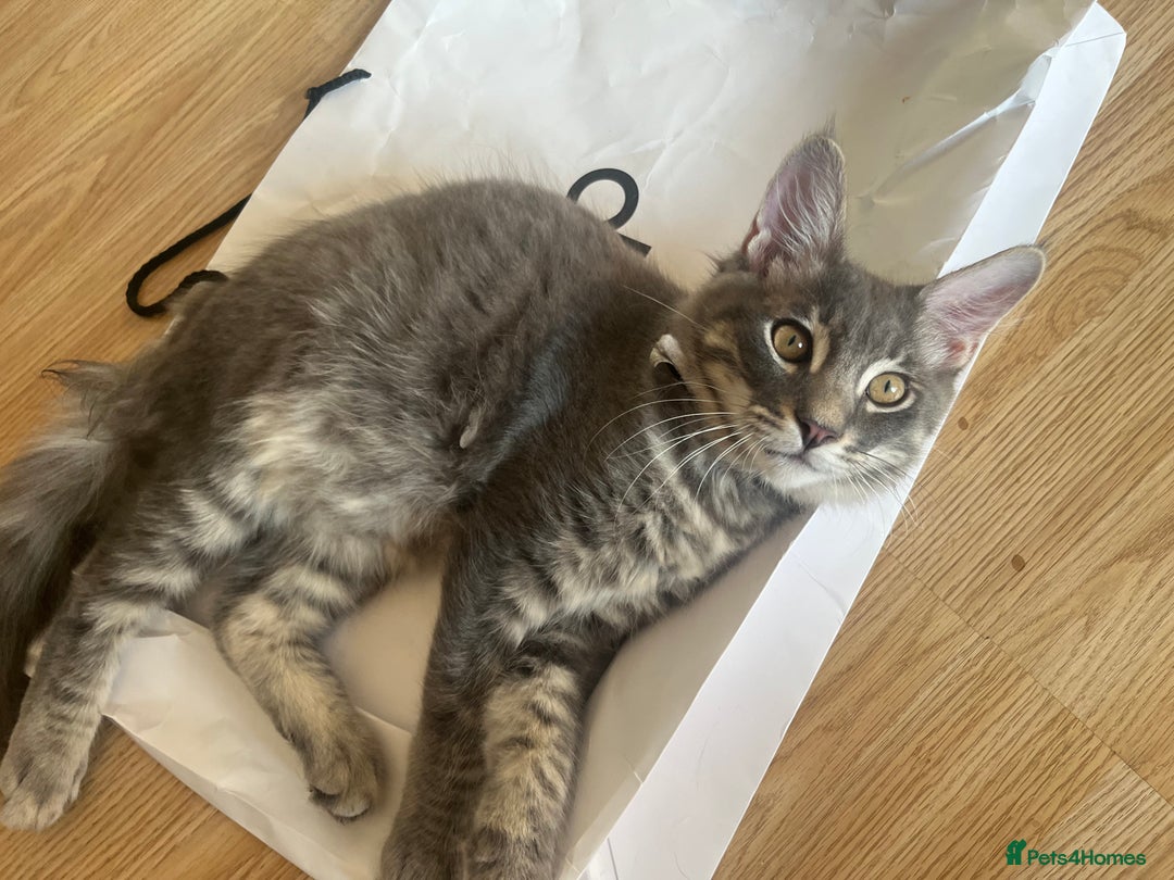 Ragcoon cats for sale: Maine coon x ragdoll 1 male 1 female  - Image 2