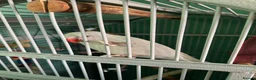Ringnecks birds for sale: White ringneck hand reared tame  - Advert 2