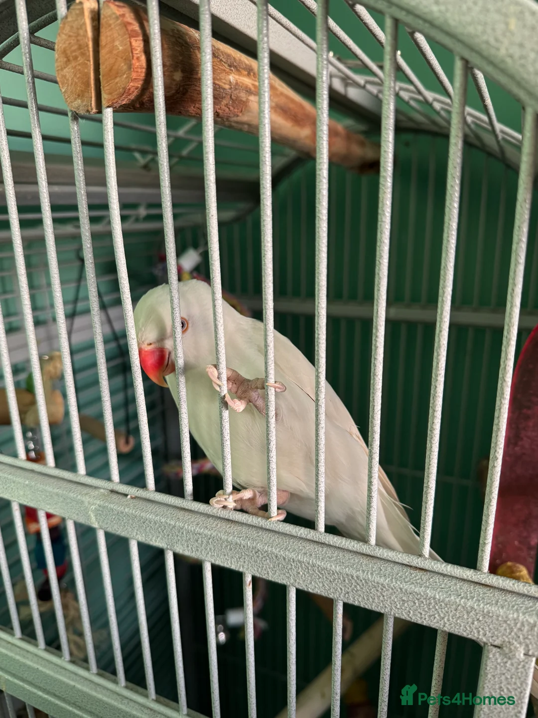 Ringnecks birds for sale: White ringneck hand reared tame  - Advert 2