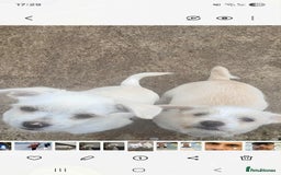 Bichon Frise dogs for sale: I am y are playful and eat at they  - Image 1