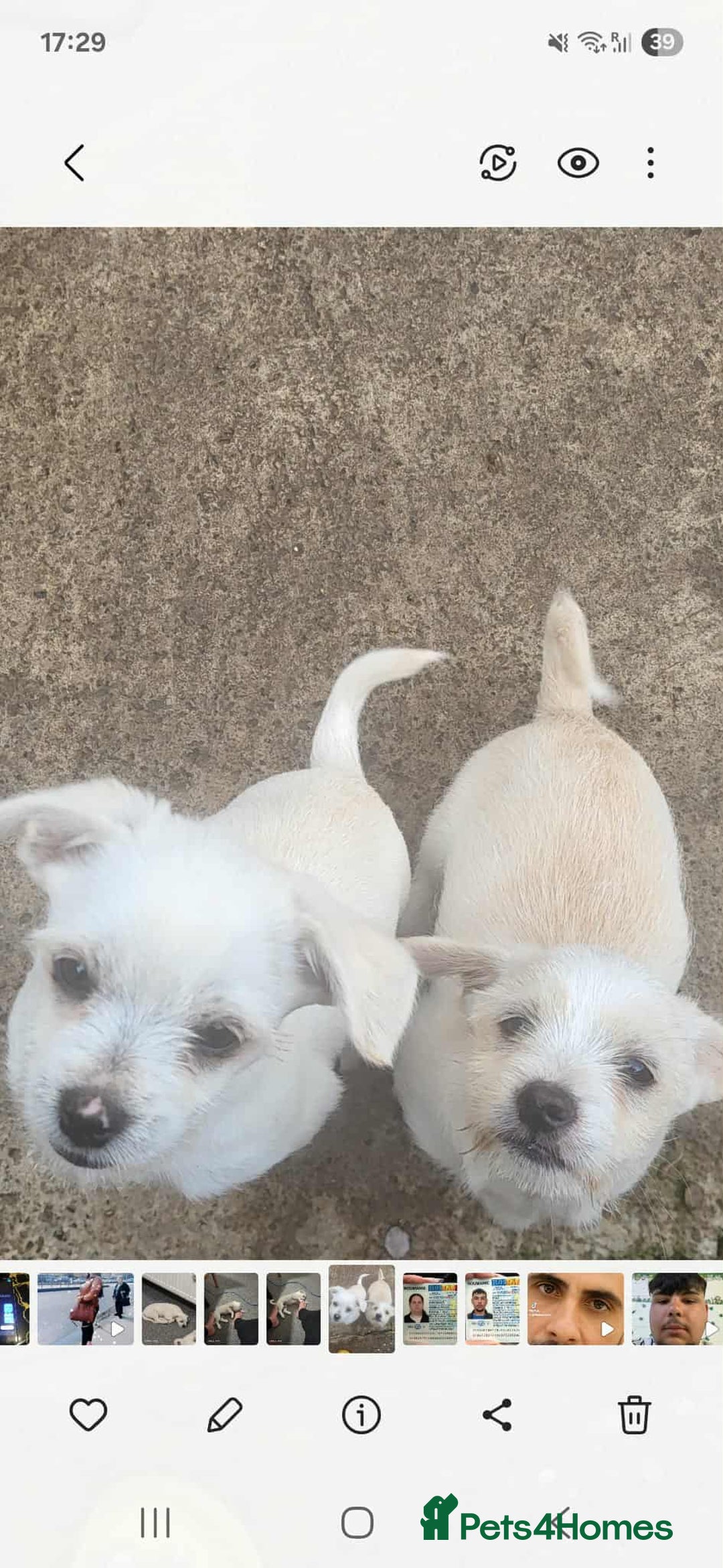 Bichon Frise dogs for sale: I am y are playful and eat at they  - Image 1