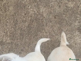 Bichon Frise dogs - Advert 1