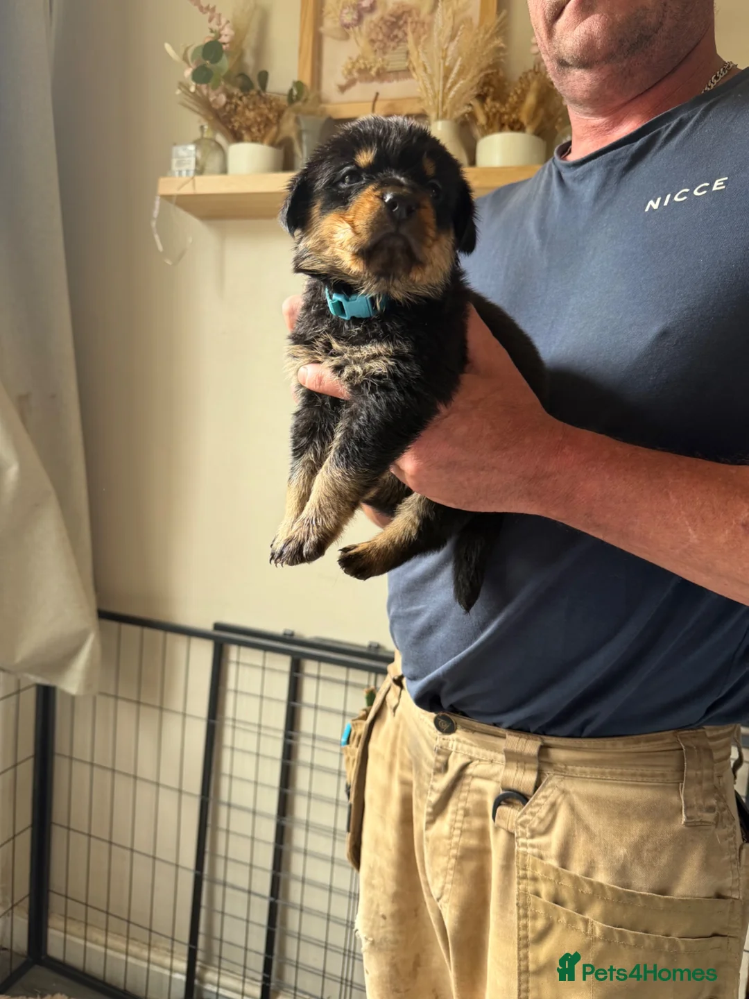 Rottweiler dogs for sale: READY NOW‼️PEDIGREE ROTTIES💕💛 3 BOYS x  - Advert 40