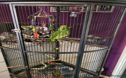 Parrots birds for sale: Yellow head parrot  - Image 2
