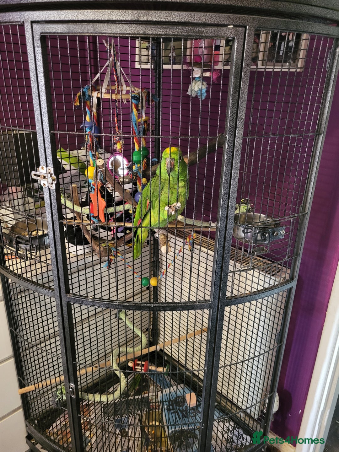 Parrots birds for sale: Yellow head parrot  - Image 2