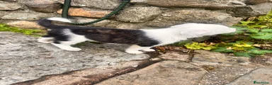 Mixed Breed 6