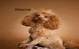 Toy Poodle dogs for sale: Perfect red toy poodle girl needs forever family - Image 13